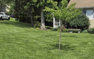 Photo of Mary P.'s yard after getting lawn care in Morris Plains, NJ