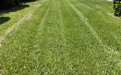 Photo of Sheryl B.'s yard after getting tree care in Callahan, FL