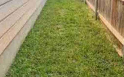 Photo of Thomas B.'s yard after getting lawn care in Mcminnville, OR