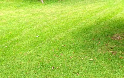 Photo of Carole S.'s yard after getting lawn care in Millington, TN