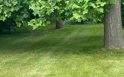 Photo of Daniel F.'s yard after getting lawn care in Buda, TX