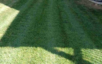 Photo of Daniel D.'s yard after getting lawn care in Versailles, KY