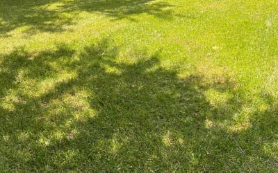 Photo of Michael B.'s yard after getting lawn care in Plant City, FL