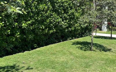 Photo of Gloria P.'s yard after getting lawn care in Miami Beach, FL