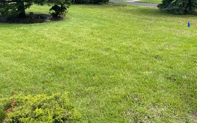 Photo of Brenda S.'s yard after getting lawn care in Riverhead, NY