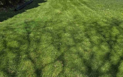 Photo of Chris H.'s yard after getting lawn care in Beech Grove, IN