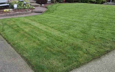 Photo of FBO: M.'s yard after getting lawn care in Auburn, WA