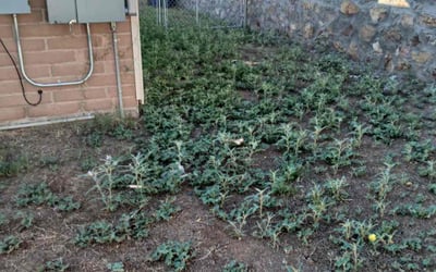 Photo of Labaugh S.'s yard after getting lawn care in Princeton, MN