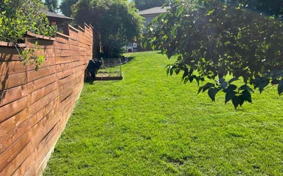 Photo of Mary M.'s yard after getting lawn care in Denver, CO
