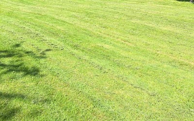 Photo of Trevor A.'s yard after getting lawn care in Fitchburg, MA