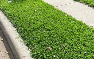 Photo of Lillie K.'s yard after getting lawn care in Middletown, RI
