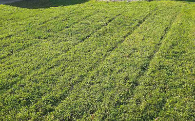 Photo of Andrea B.'s yard after getting lawn care in Lenoir City, TN