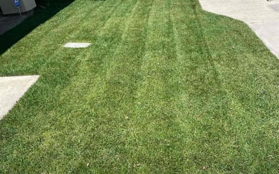 Photo of Carl W.'s yard after getting lawn care in Fontana, CA