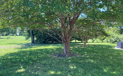Photo of Dale T.'s yard after getting lawn care in Riverhead, NY