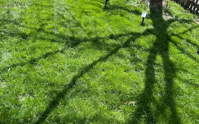 Photo of Troy J.'s yard after getting lawn care in Baton Rouge, LA