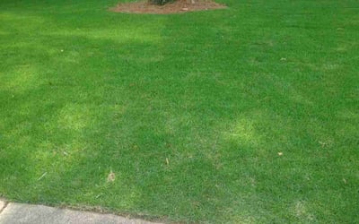 Photo of Dana C.'s yard after getting lawn care in Belton, TX