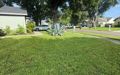 Photo of Linda G.'s yard after getting tree care in Marana, AZ