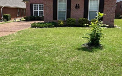 Photo of Timothy K.'s yard after getting lawn care in Hernando, MS