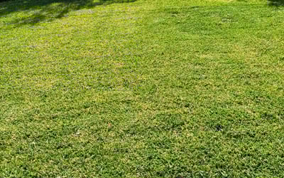 Photo of Matthew H.'s yard after getting lawn care in West Covina, CA