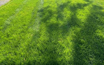 Photo of Celicia P.'s yard after getting lawn care in Maple Heights, OH