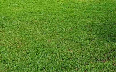 Photo of Allie S.'s yard after getting lawn care in Columbia City, IN