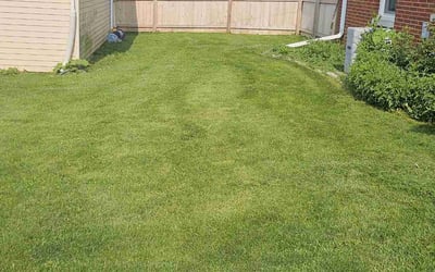 Photo of Shawnell F.'s yard after getting lawn care in Brown Deer, WI