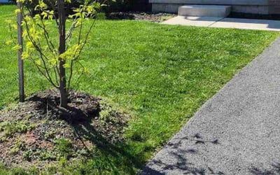 Photo of Michelle A.'s yard after getting lawn care in Windsor Mill, MD