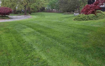 Photo of Takisha W.'s yard after getting lawn care in Owings Mills, MD