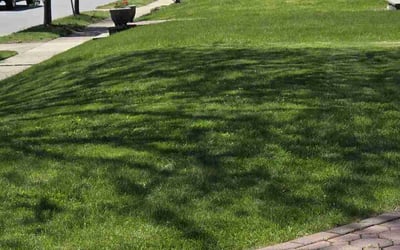 Photo of Lorie F.'s yard after getting lawn care in Houston, TX