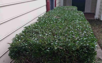Photo of Billy B.'s yard after getting tree care in San Diego, CA