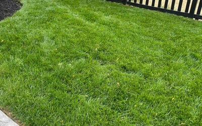 Photo of Angela R.'s yard after getting lawn care in Richmond, VA