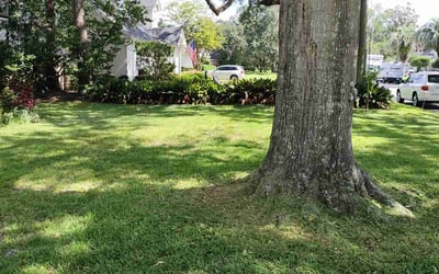 Photo of Corene C.'s yard after getting lawn care in Atlantic Beach, FL