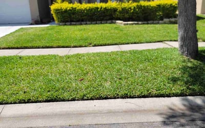 Photo of Jhon F.'s yard after getting lawn care in Tampa, FL