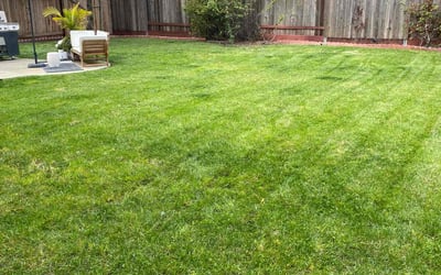 Photo of Amy B.'s yard after getting lawn care in West Sacramento, CA