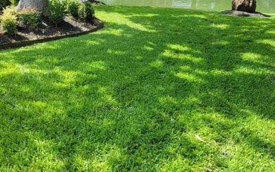 Photo of Monique W.'s yard after getting lawn care in Wichita Falls, TX