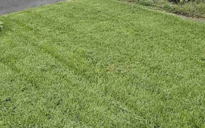Photo of Allison S.'s yard after getting lawn care in Newark, OH