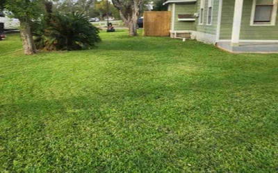 Photo of Finn M.'s yard after getting lawn care in Angleton, TX