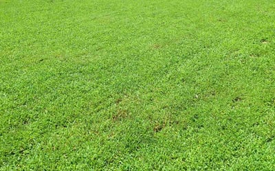 Photo of Matt M.'s yard after getting lawn care in Mount Holly, NC