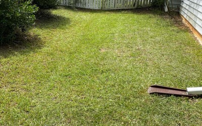 Photo of Patricia C.'s yard after getting lawn care in Woodhaven, NY
