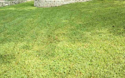 Photo of Linda G.'s yard after getting lawn care in Powell, TN