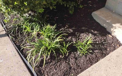 Photo of Justin D.'s yard after getting lawn care in Elizabeth, PA