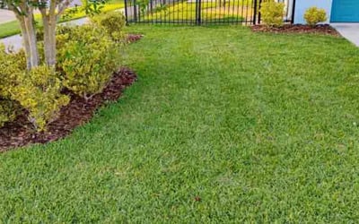 Photo of Shelby L.'s yard after getting lawn care in Orlando, FL