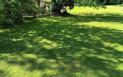 Photo of Trisha H.'s yard after getting lawn care in Auburn, GA