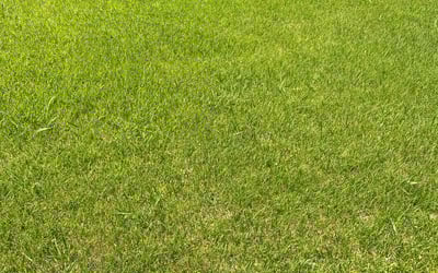 Photo of Lorrie L.'s yard after getting lawn care in Windsor, VA