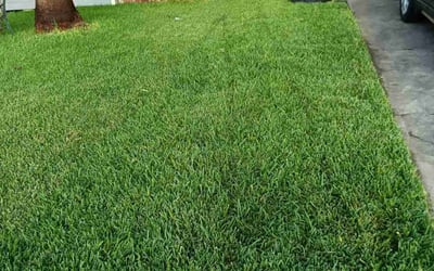 Photo of Yarilee A.'s yard after getting lawn care in Corpus Christi, TX