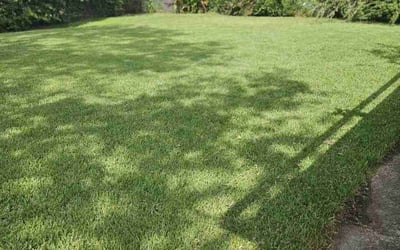 Photo of Laura A.'s yard after getting lawn care in Seabrook, TX