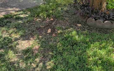 Photo of Nicole W.'s yard after getting lawn care in Hanahan, SC