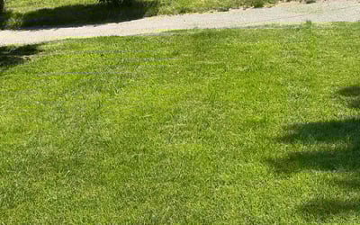 Photo of Eric H.'s yard after getting lawn care in Belmont, MA