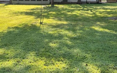 Photo of Teresa L.'s yard after getting lawn care in Weslaco, TX