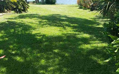 Photo of Melanie J.'s yard after getting lawn care in Southaven, MS